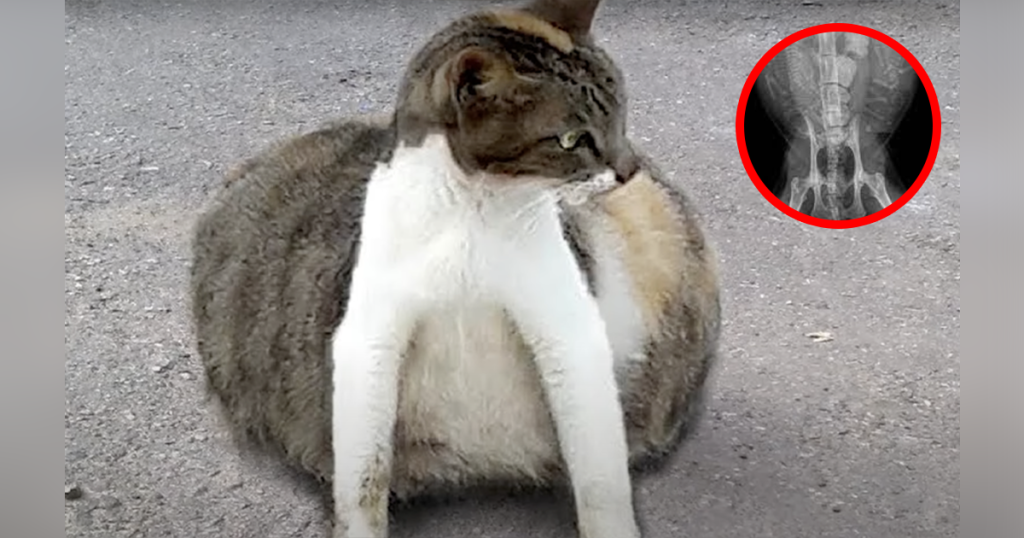 stray cat mira