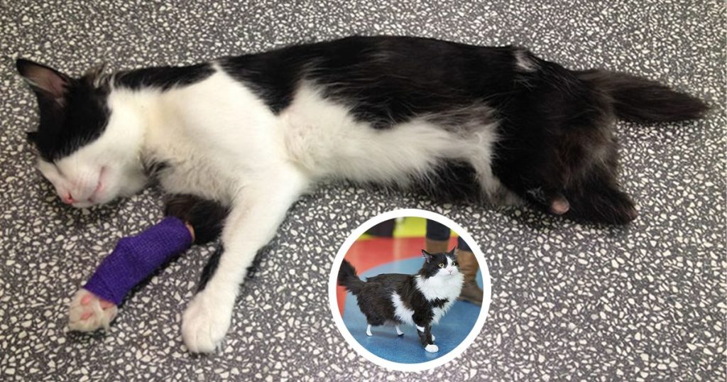 Black and white cat with bandaged paw and inset of the cat standing on prosthetic hind legs