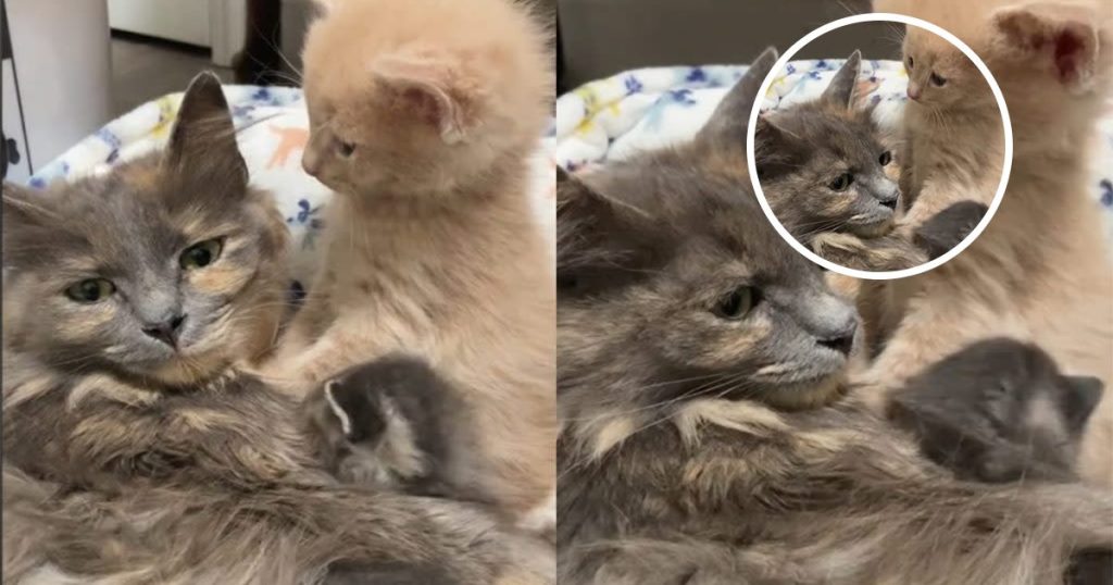Long-haired mom cat lying with two kittens on a blanket