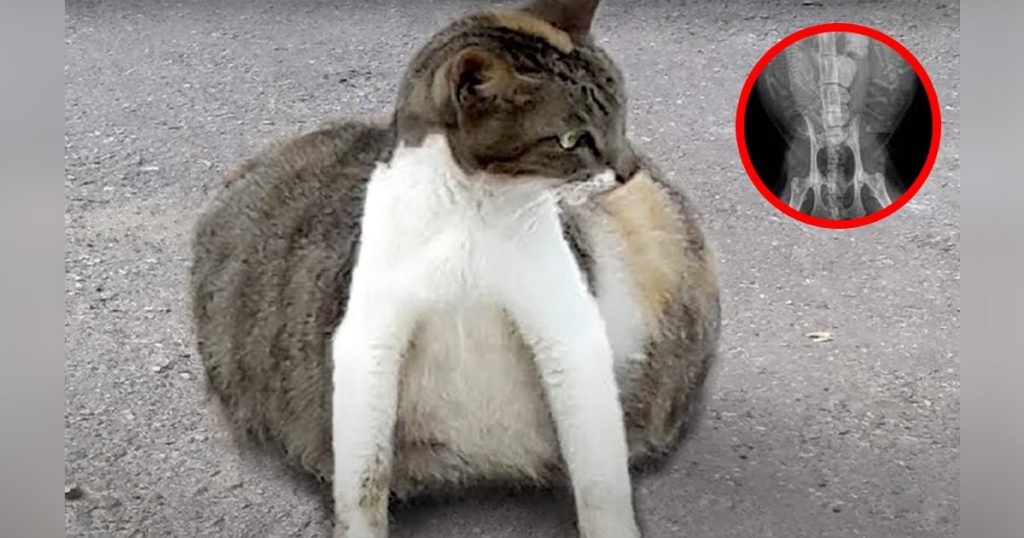 Tabby and white stray cat with a swollen abdomen, circular X-ray inset